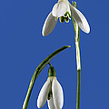 Snowdrops on Blue