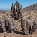 Copiapoa cinerea