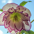 Hellebore picotee