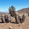 Copiapoa cinerea