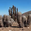 Copiapoa cinerea