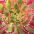 Aeonium Pink Witch