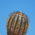 Copiapoa calderana 