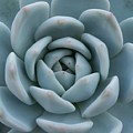 Echeveria 'Lincoln Frost'