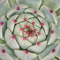 Echeveria species