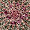 Ferocactus acanthodes