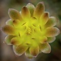 Gymnocalycium mihanovichii
