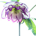 Hellebore Picotee 1