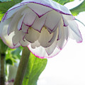 Hellebore Picotee 2