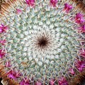 Mammillaria psudoperbella