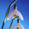 snowdrop