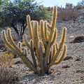Trichocereus chiloensis